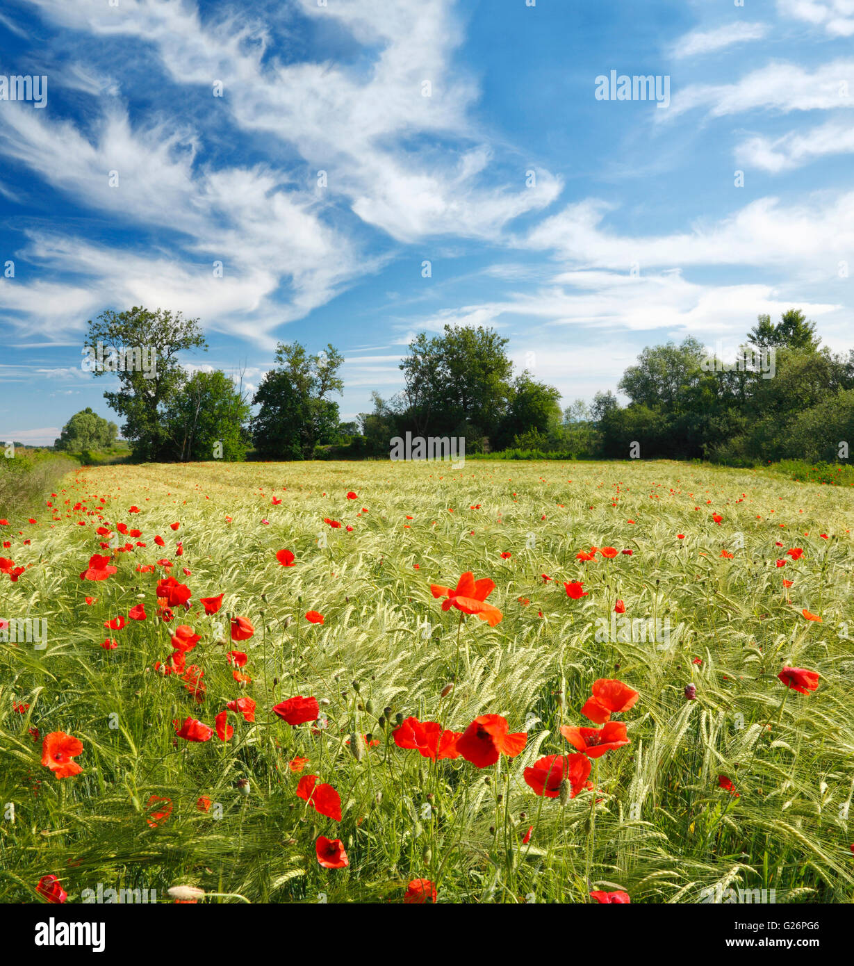 Red poppy flowers in a wheat field with beautiful clouds in the sky Stock Photo
