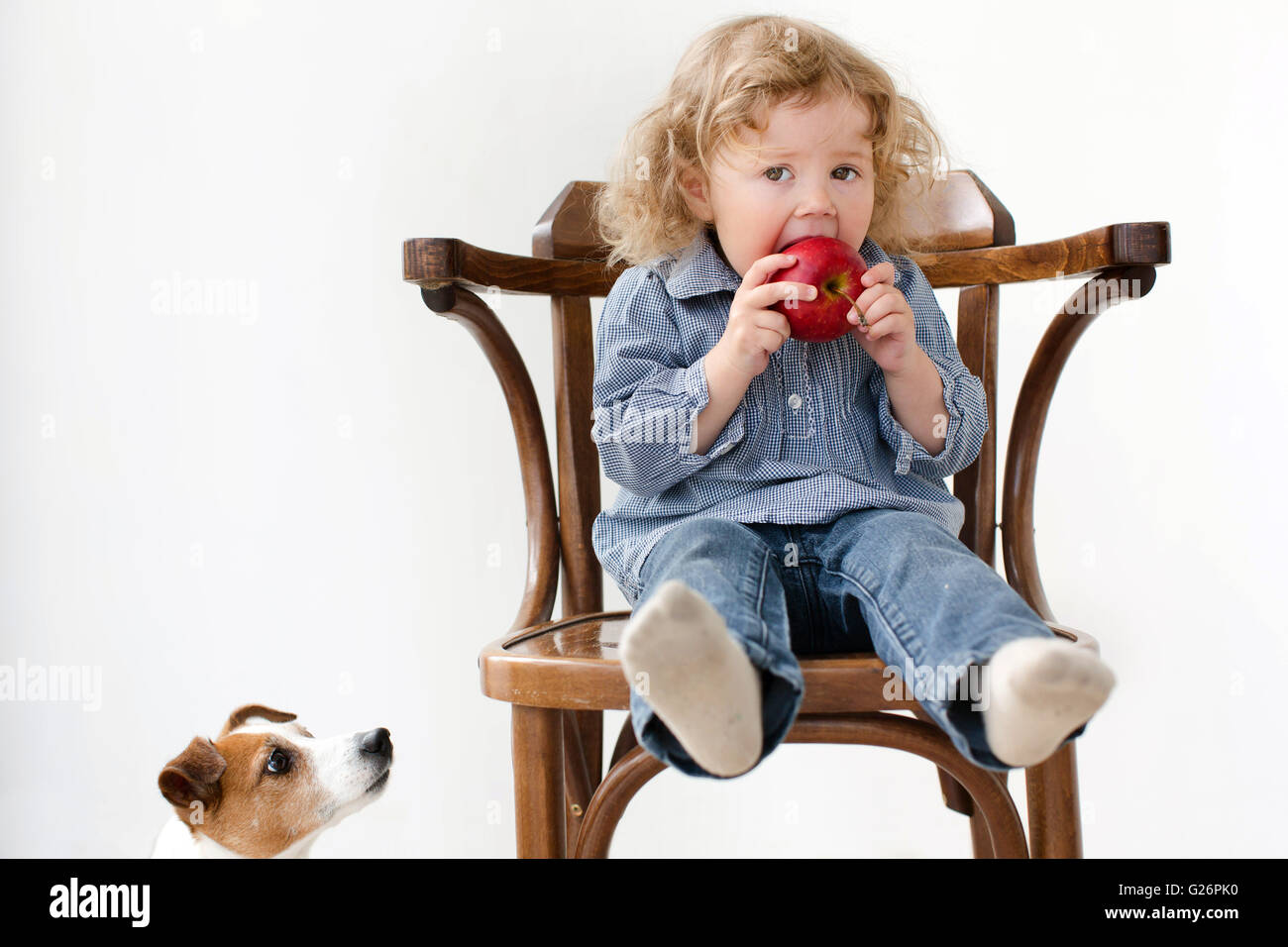 child eats apple little dog looking isolated Stock Photo