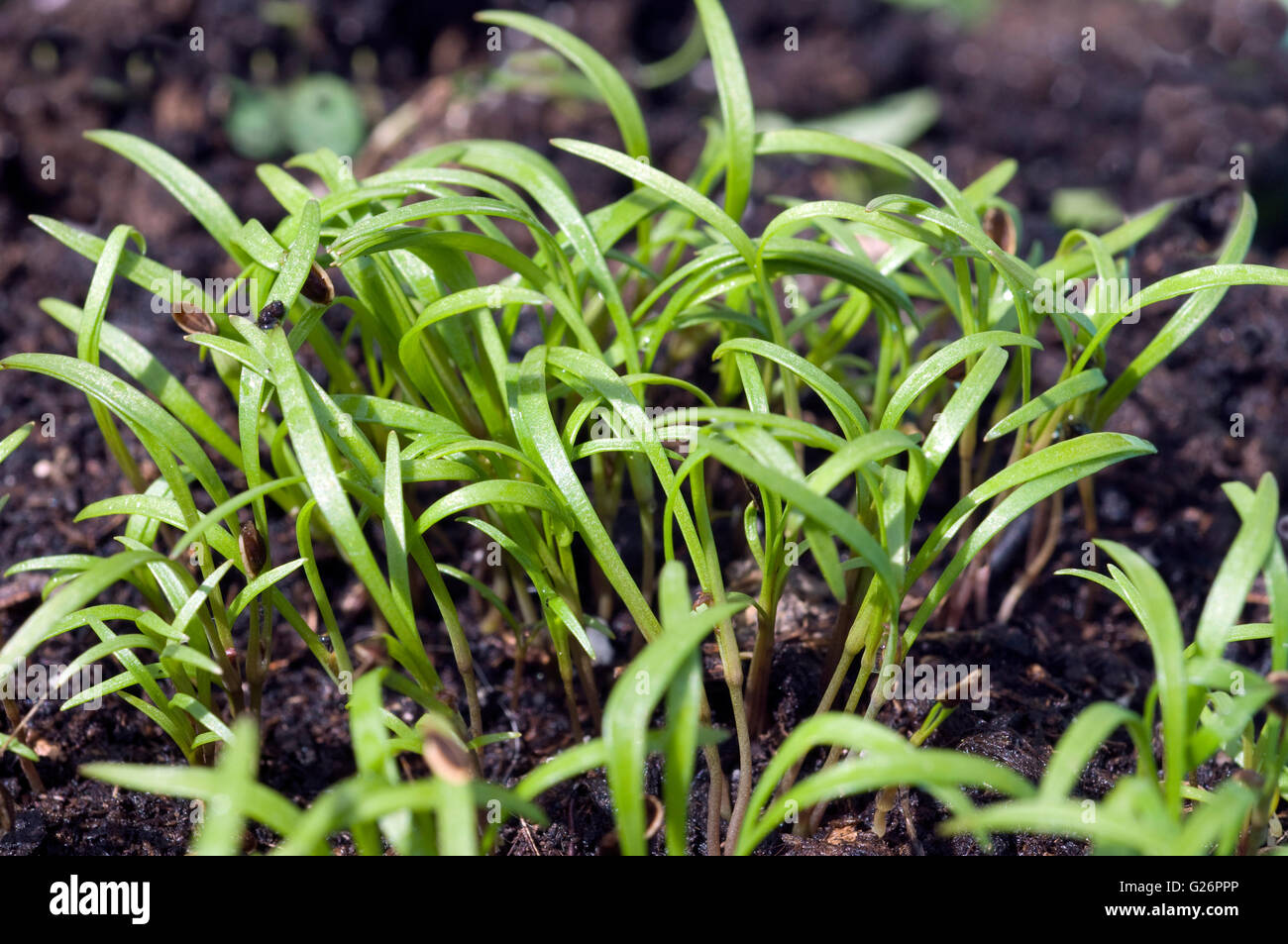 Dill; Anethum graveolens; Keimling Stock Photo