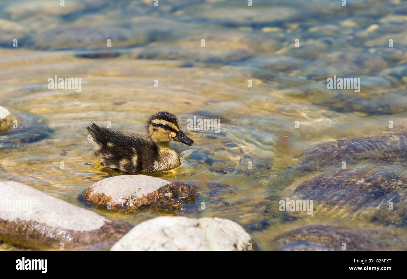 Duckling in the pond Stock Photo