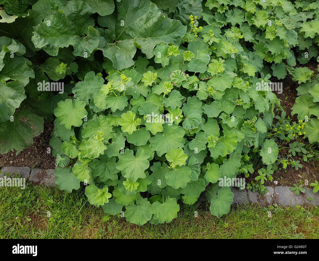 Frauenmantel; Alchemilla mollis, Jungpflanze Stock Photo