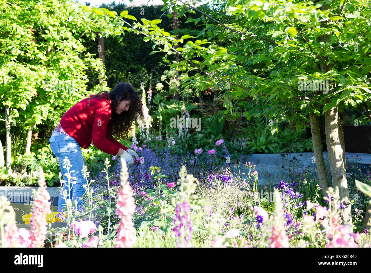 Chelsea Flower Show, London, UK. A gardener applies the finishing touches to her display. Stock Photo