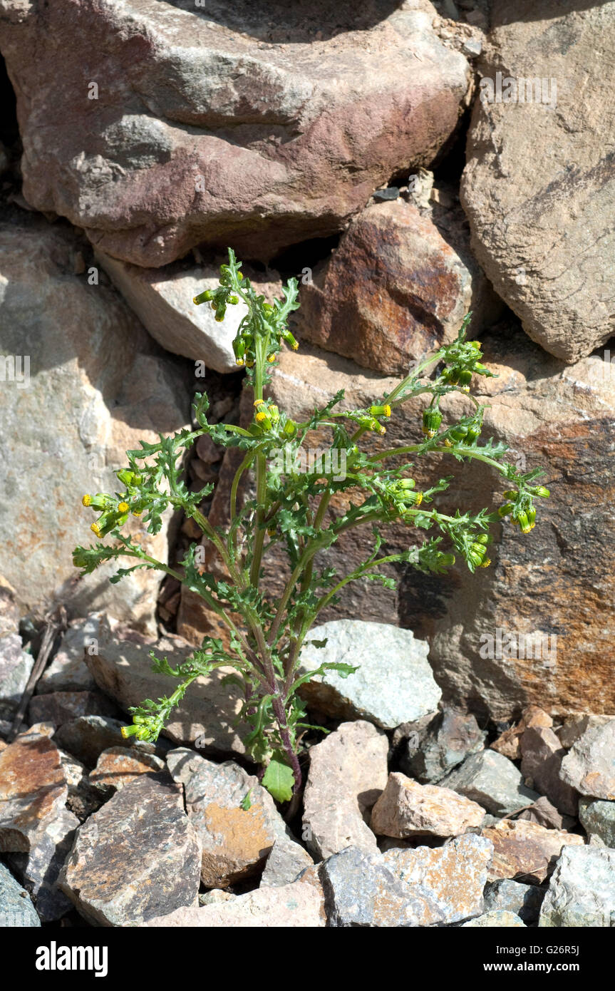 Greiskraut, Gewoehnliches, ist eine Wildpflanze Stock Photo