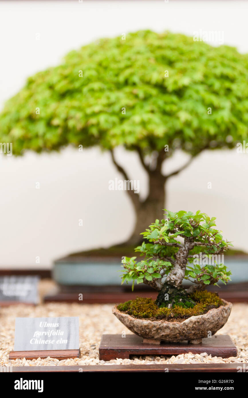 Chelsea Flower Show, London, UK. Chinese Elm (Ulmus parvifolia) bonsai tree. Stock Photo