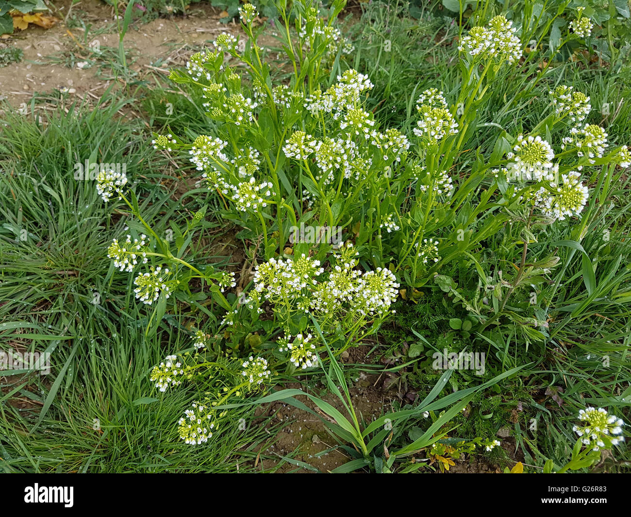 Acker-Hellerkraut, Ist eine Heilpflanze und Arzneipflanze, Wildpflanze, Bume und Duftblume Stock Photo