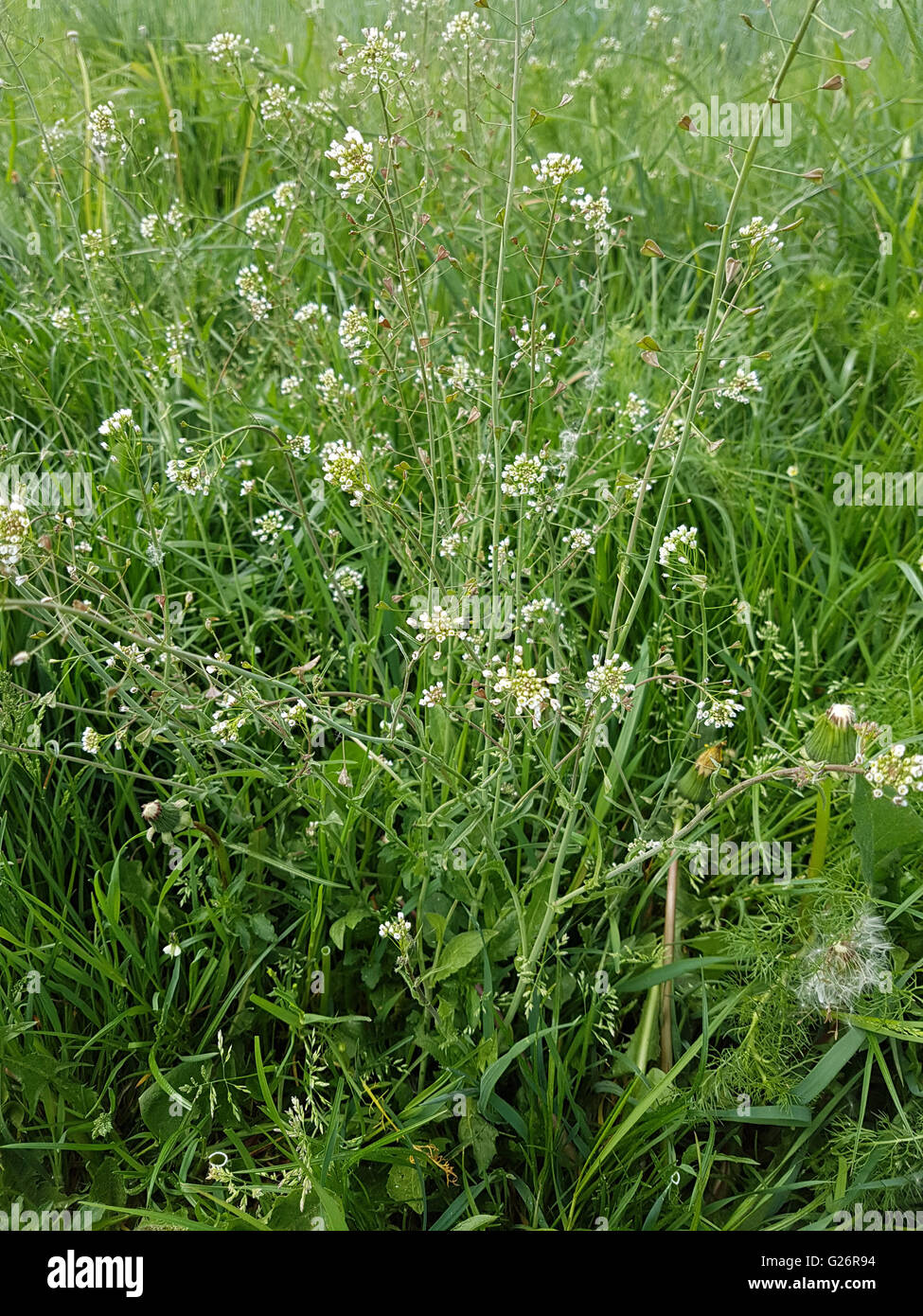 Hirtentaeschelkraut; Capsella; bursa-pastoris Stock Photo