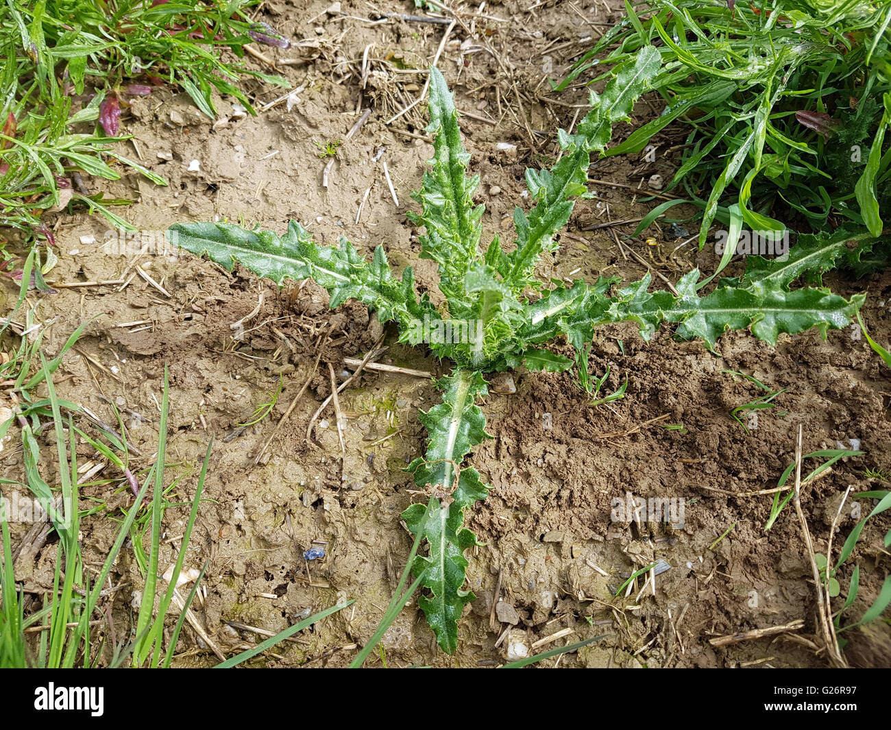 Acker-Kratzdistel, Sproessling, Ist eine Heilpflanze und Arzneipflanze, Wildpflanze Stock Photo