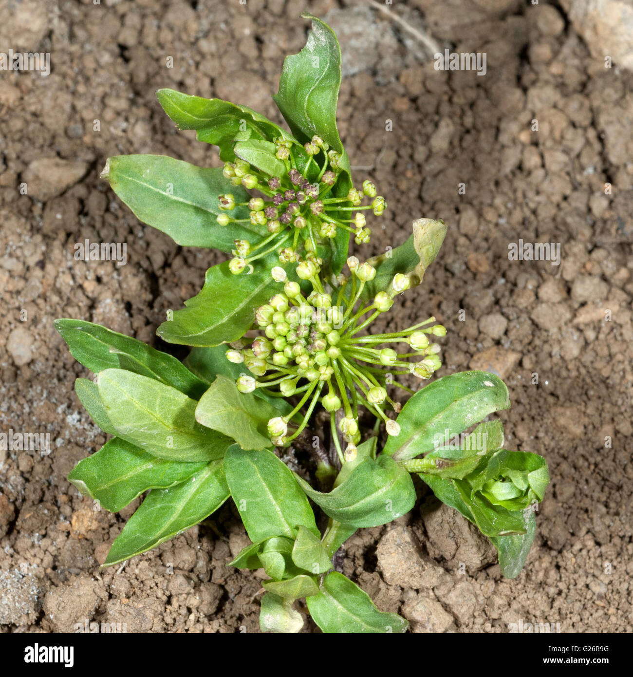 Acker-Hellerkraut, Ist eine Heilpflanze und Arzneipflanze, Wildpflanze, Bume und Duftblume Stock Photo