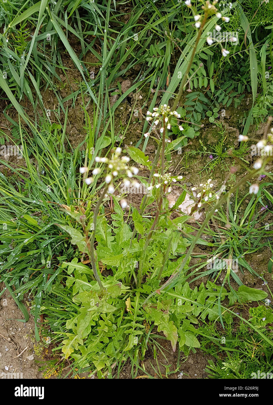 Hirtentaeschelkraut; Ist eine Heilpflanze und Arzneipflanze, Wildpflanze Stock Photo