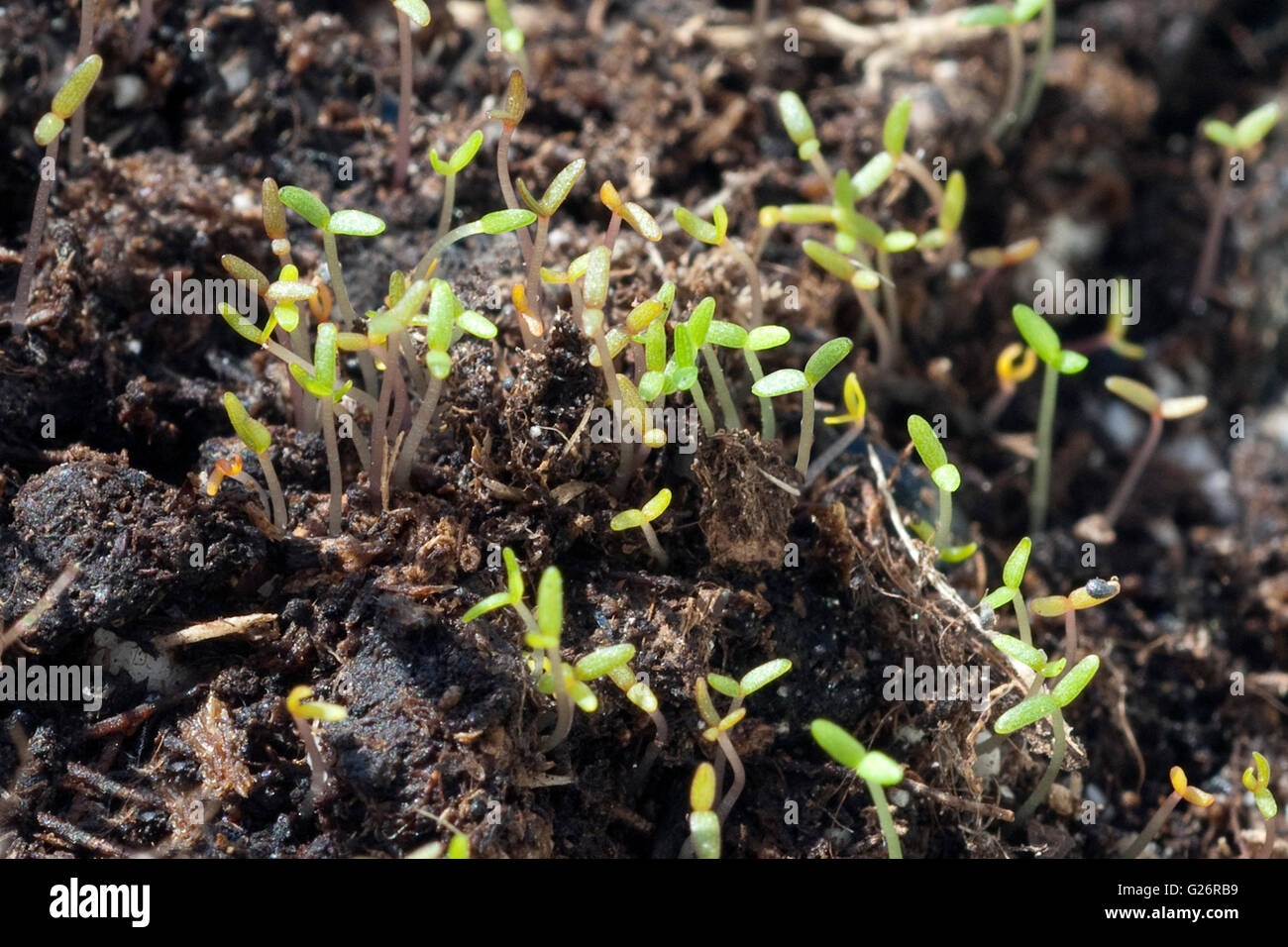 Портулак всходы. Цветы портулак рассада. Портулак цветы всходы. Портулак не всходит. Портулак ампельный рассада.