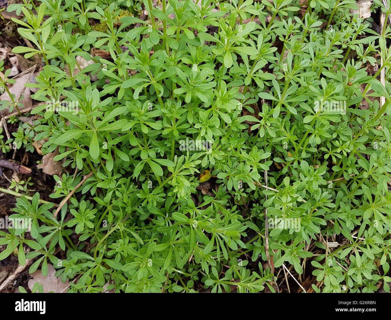 Kletten-Labkraut, Galium aparine, Jungpflanze Stock Photo