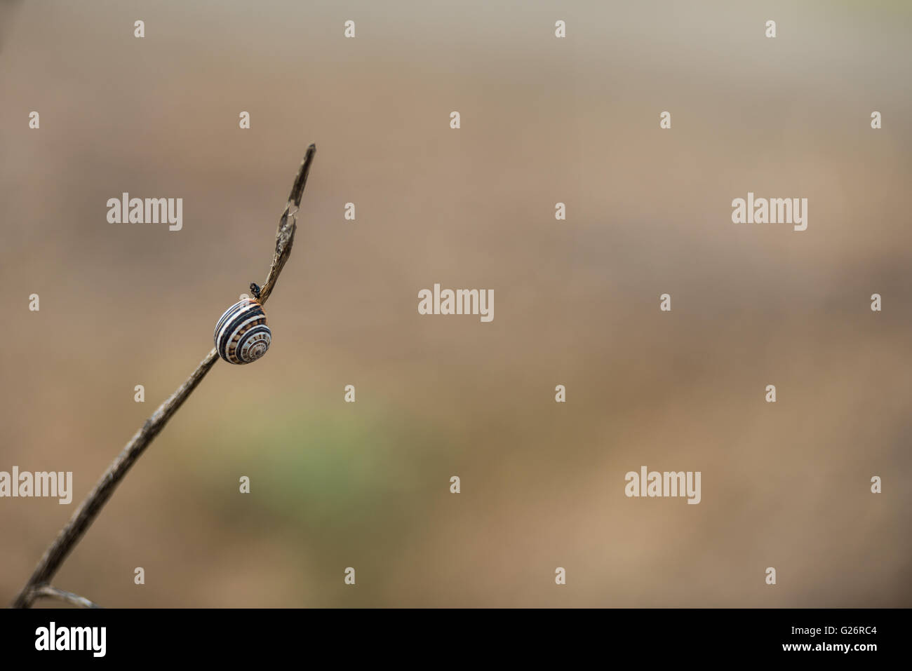 Snail on a dry branch over a blurred background Stock Photo