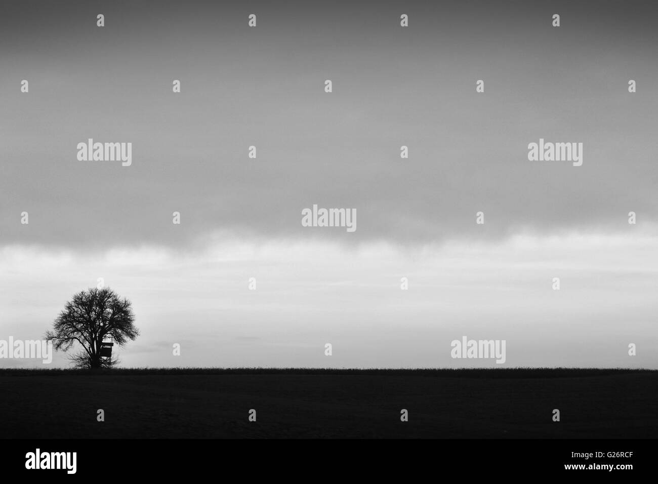 Dramatic scene with one tree before storm. Black and white photo Stock Photo