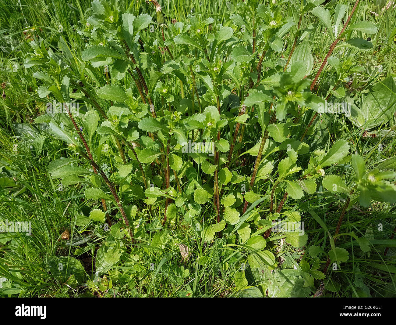 Leucanthemum vulgare, Margerite Stock Photo