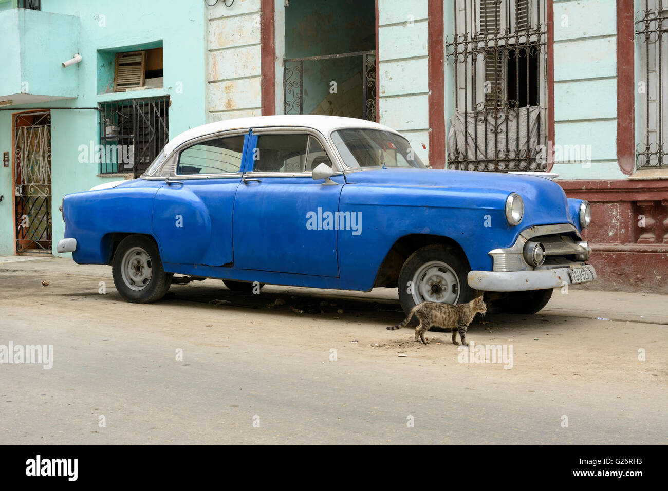Vintage American car (Chevrolet) and a cat in Havana, Cuba Stock Photo