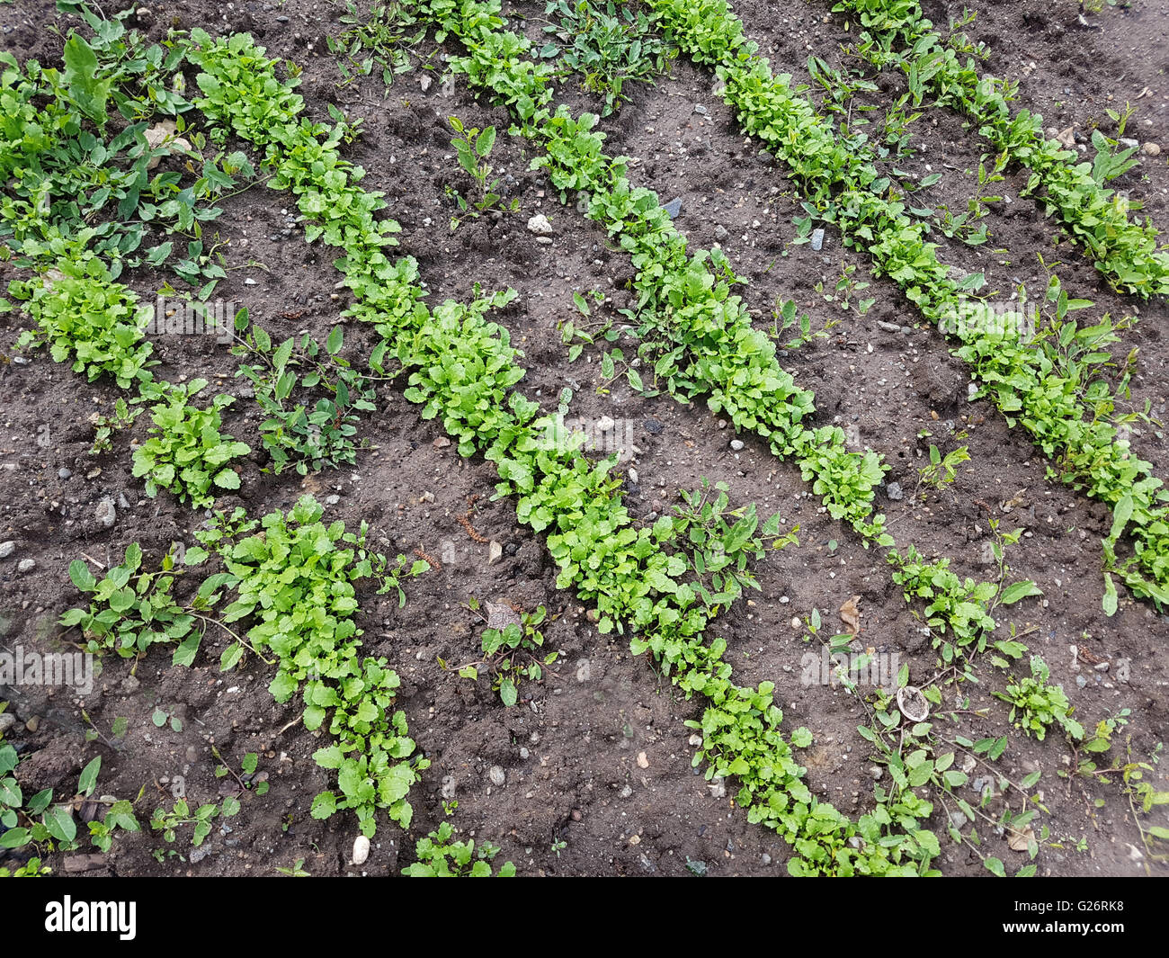 Saatreihen, Saat, Aussaat, aussaehen, Gartenkresse; Lepidium Sativum Stock Photo
