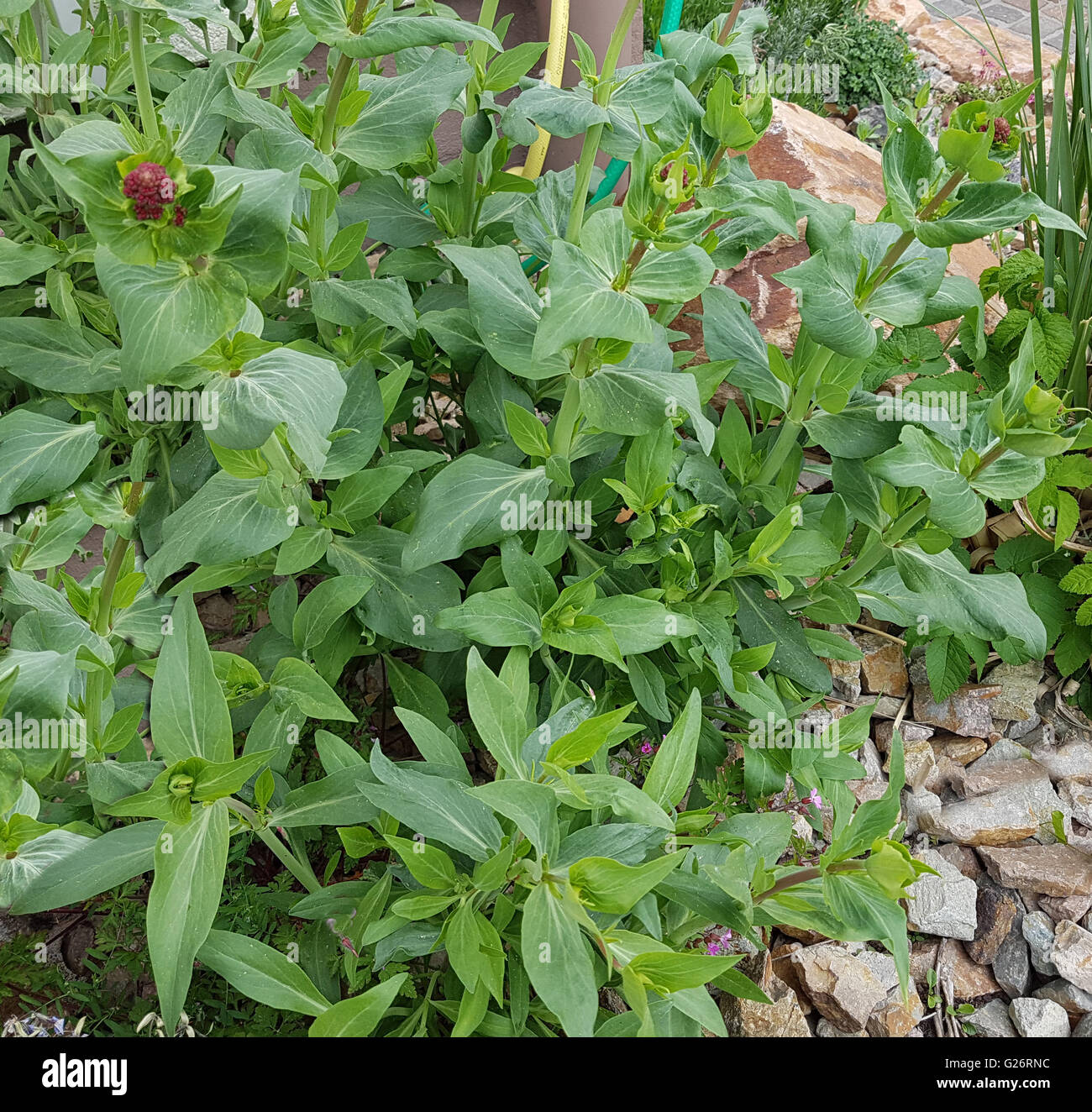 Spornblume; Blume, Sommerblume, Gartenblume, Centranthus; ruber Stock