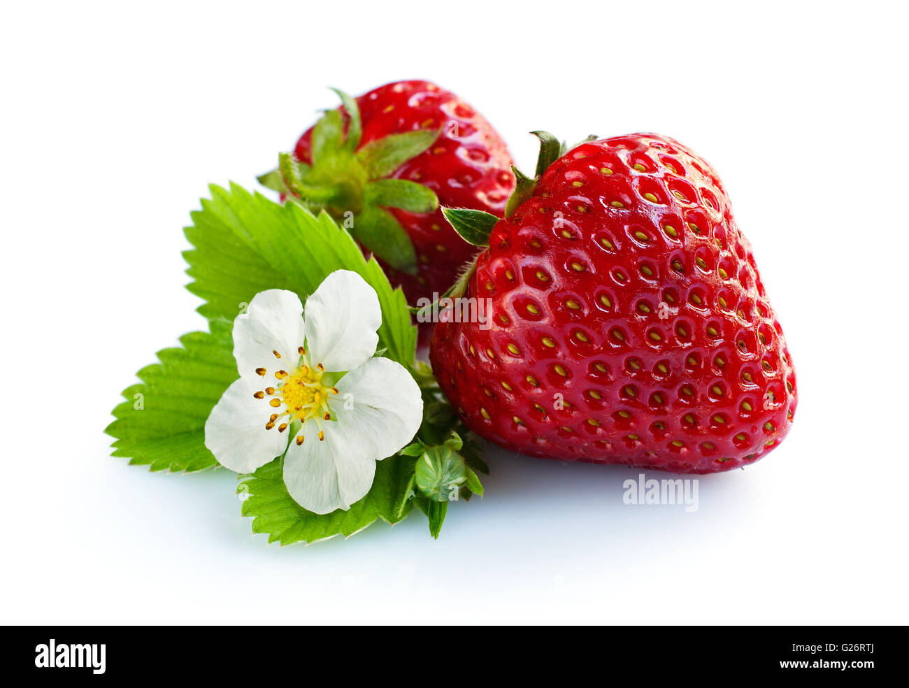 Ripe strawberry with leaves and blossom isolated on white Stock Photo ...