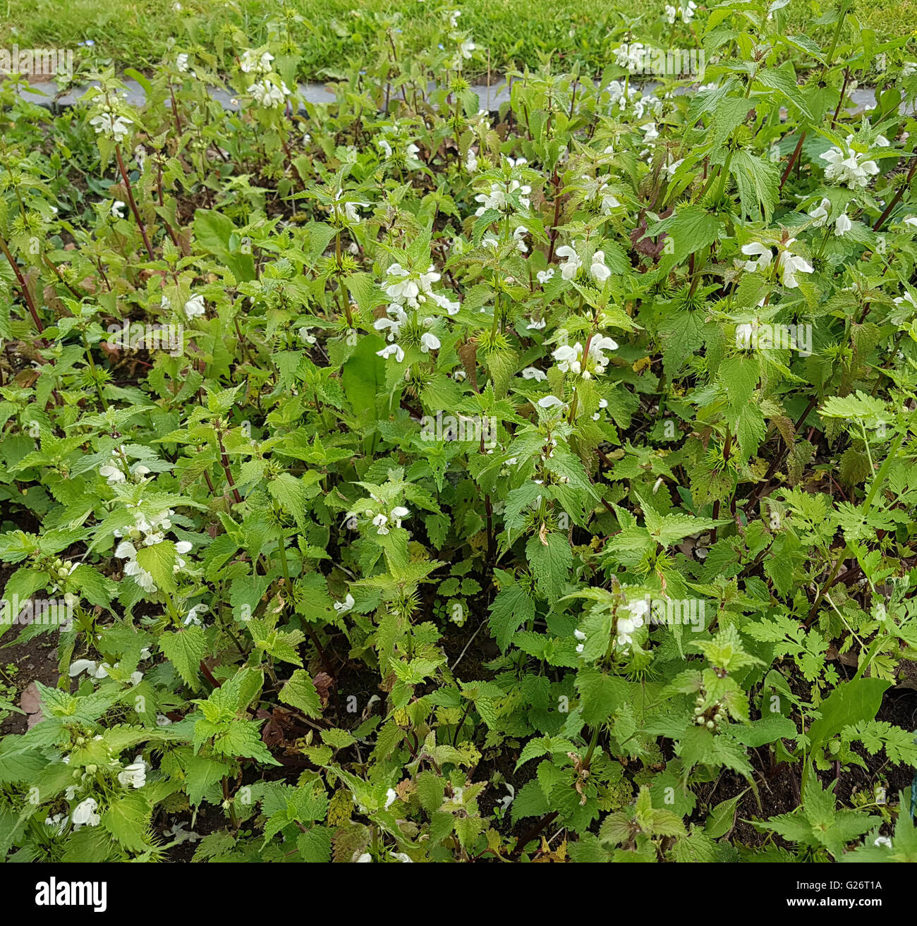 Weisse Taubnessel, Lamium alba Stock Photo