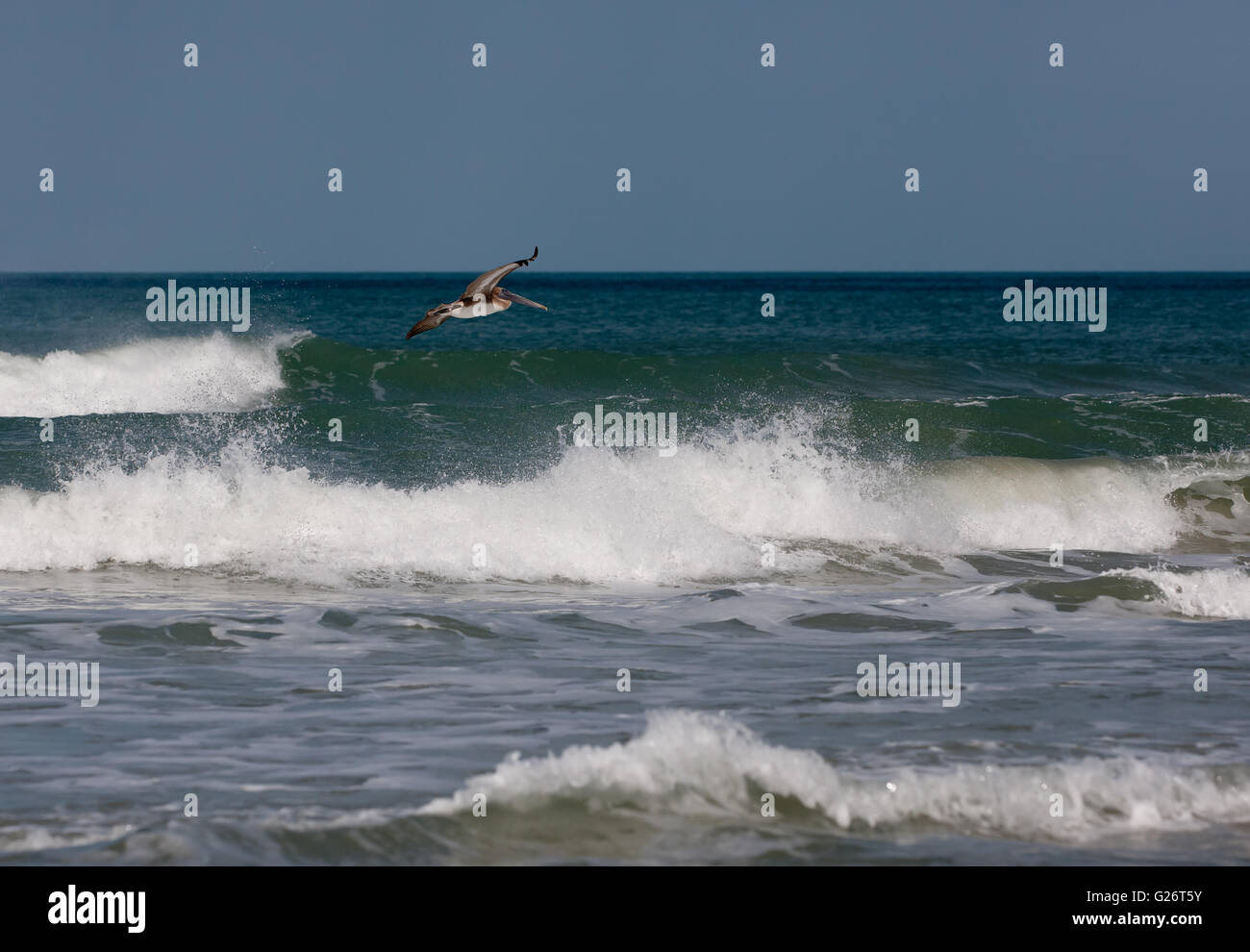 A Brown Pelican flying along the surf-line on Apollo Beach, Merritt