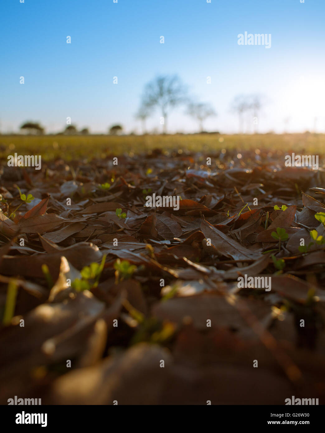Dead Leaves at sunset on Grass in a Park Stock Photo