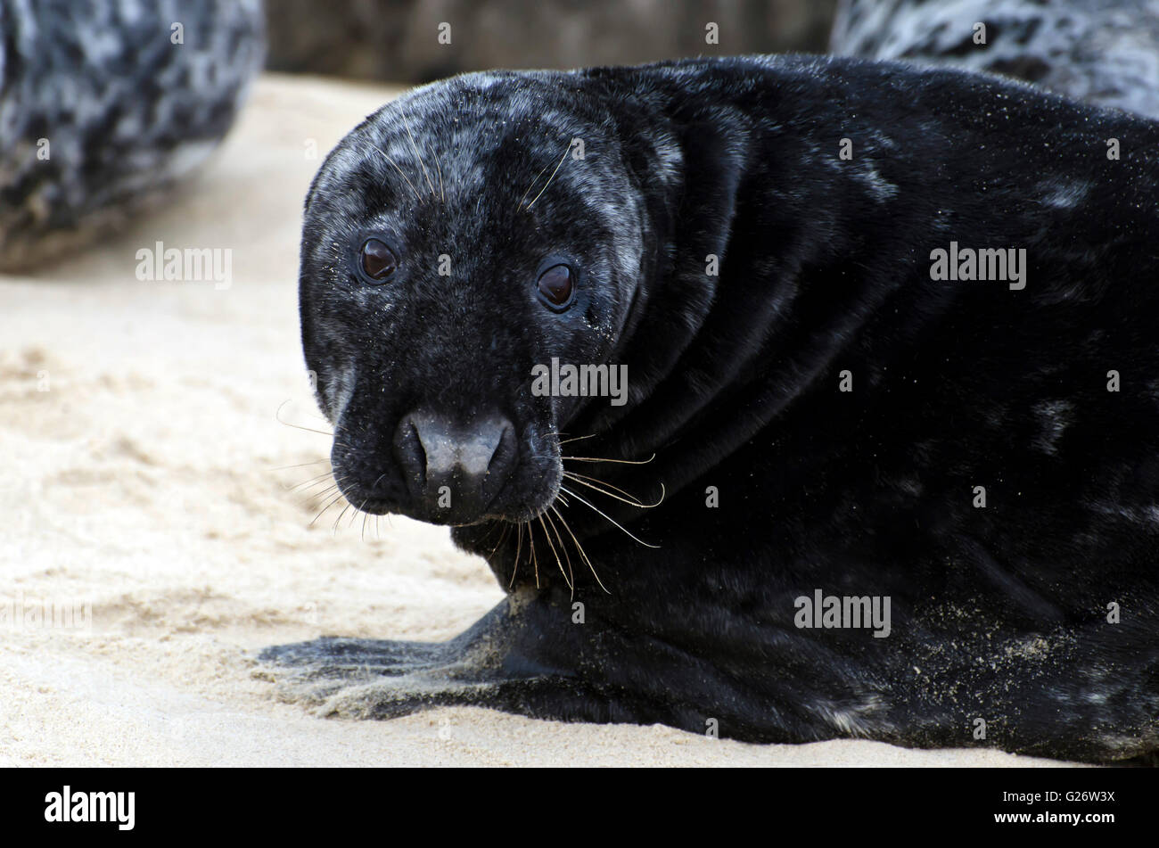 Atlantic grey seals (Halichoerus grypus) basking on a beach in North East Norfolk, England. Stock Photo