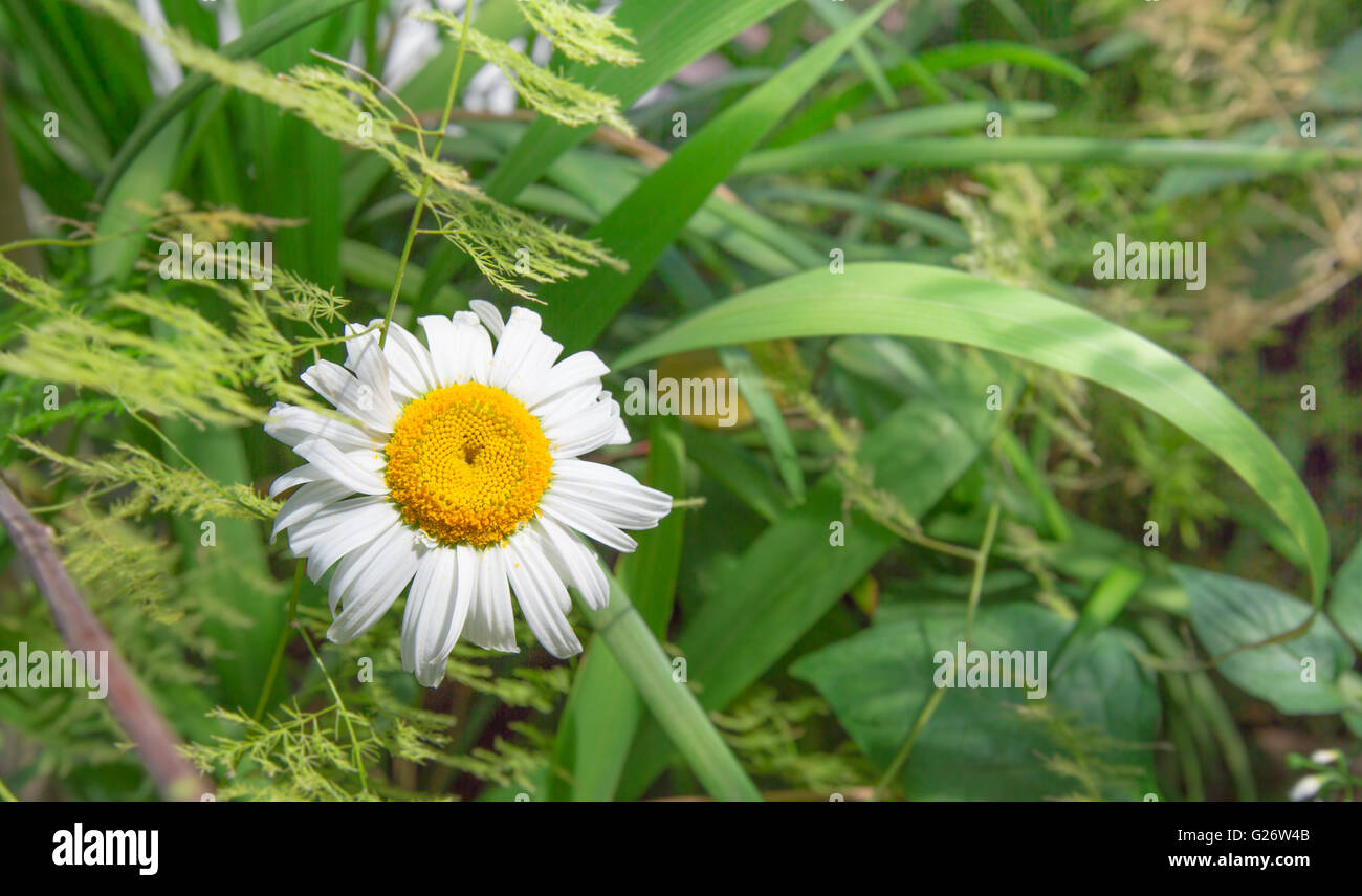 Bright White and Yellow Flower surrounded by green Stock Photo