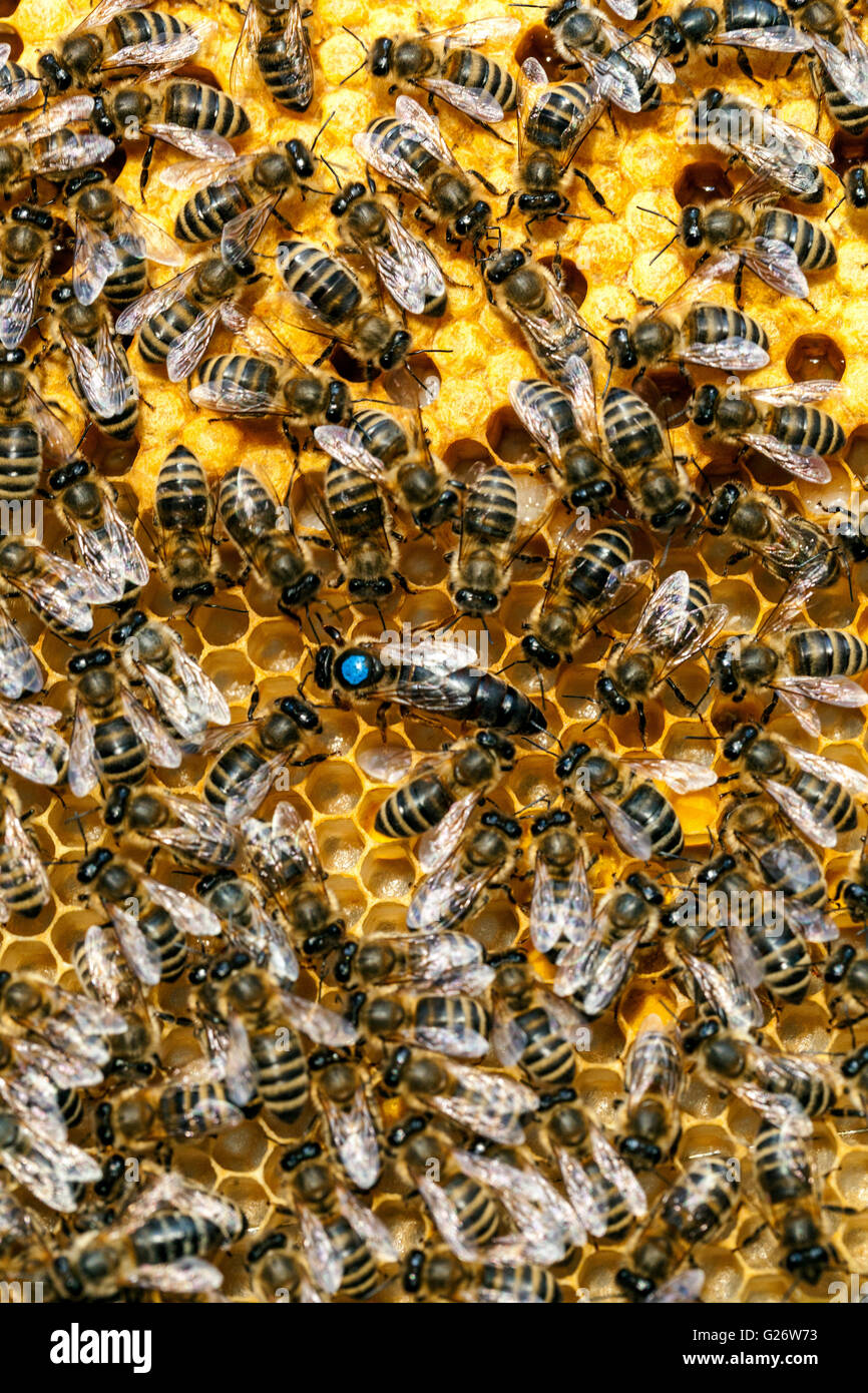 Queen bee, marked and surrounded by worker bees Apis mellifera Honey bee Queen beehive Stock Photo
