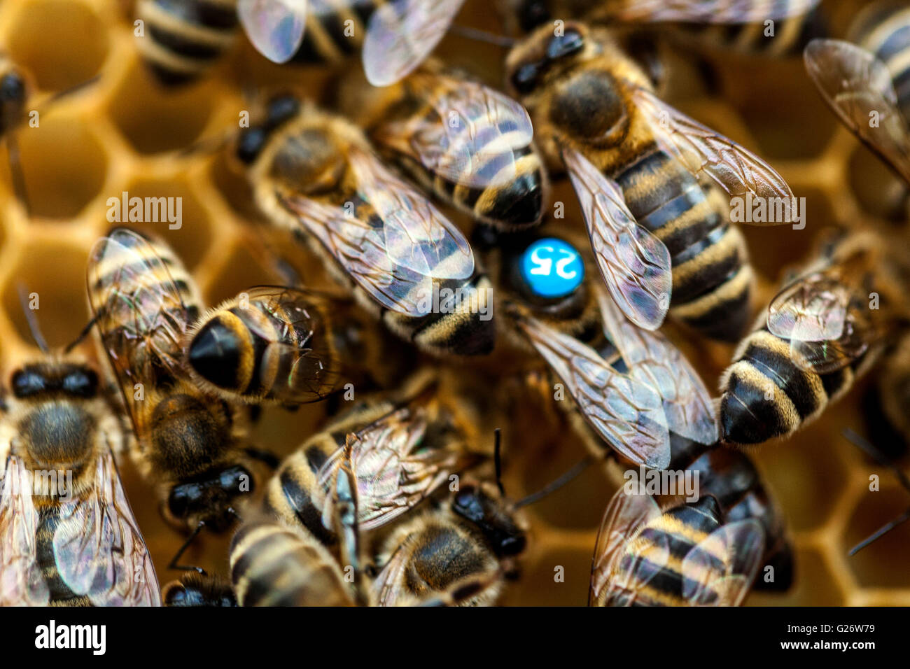 Queen bee, marked and surrounded by worker bees Stock Photo 104643037