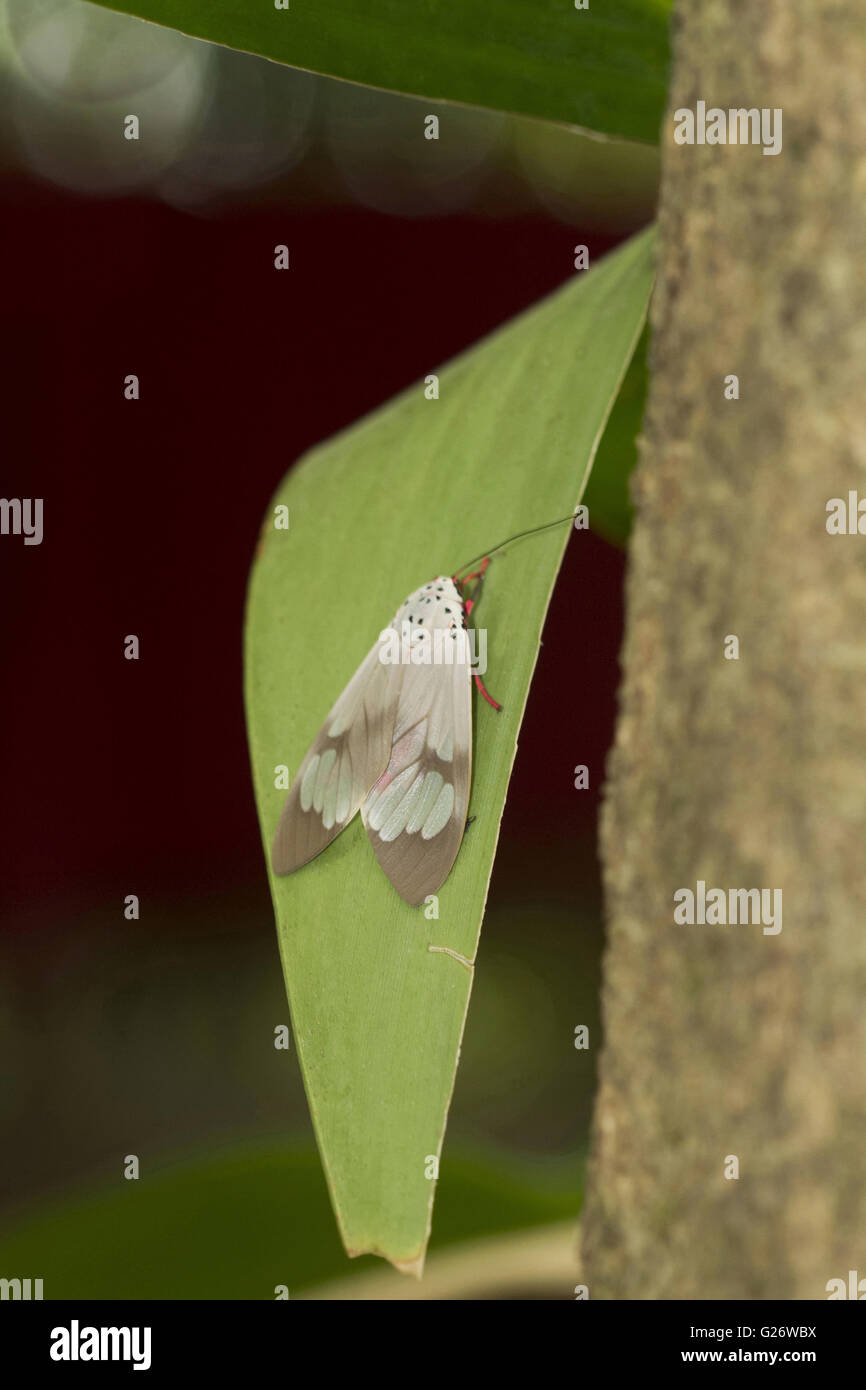 Unidentified day moth. Chorla Ghats Mhadei Wildlife Sanctuary Goa Stock Photo