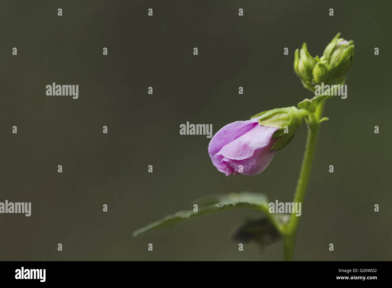 Fresh hibiscus bud at Kuveshi village of Kali Tiger Reserve Stock Photo