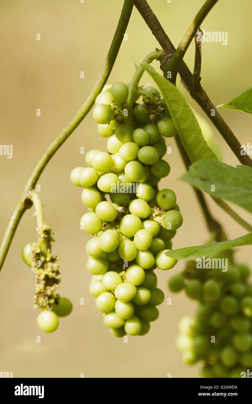 Unidentified seasonal fruits of a creeper in Chorla Ghats forests of Goa Stock Photo