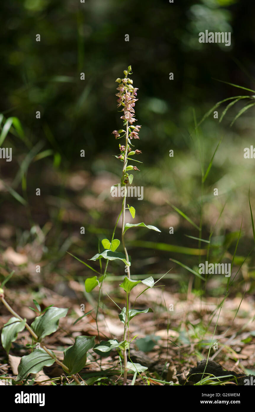 Broad-leaved Helleborine subsp. Epipactis tremolsii, wild orchid, Andalusia, Spain. Stock Photo