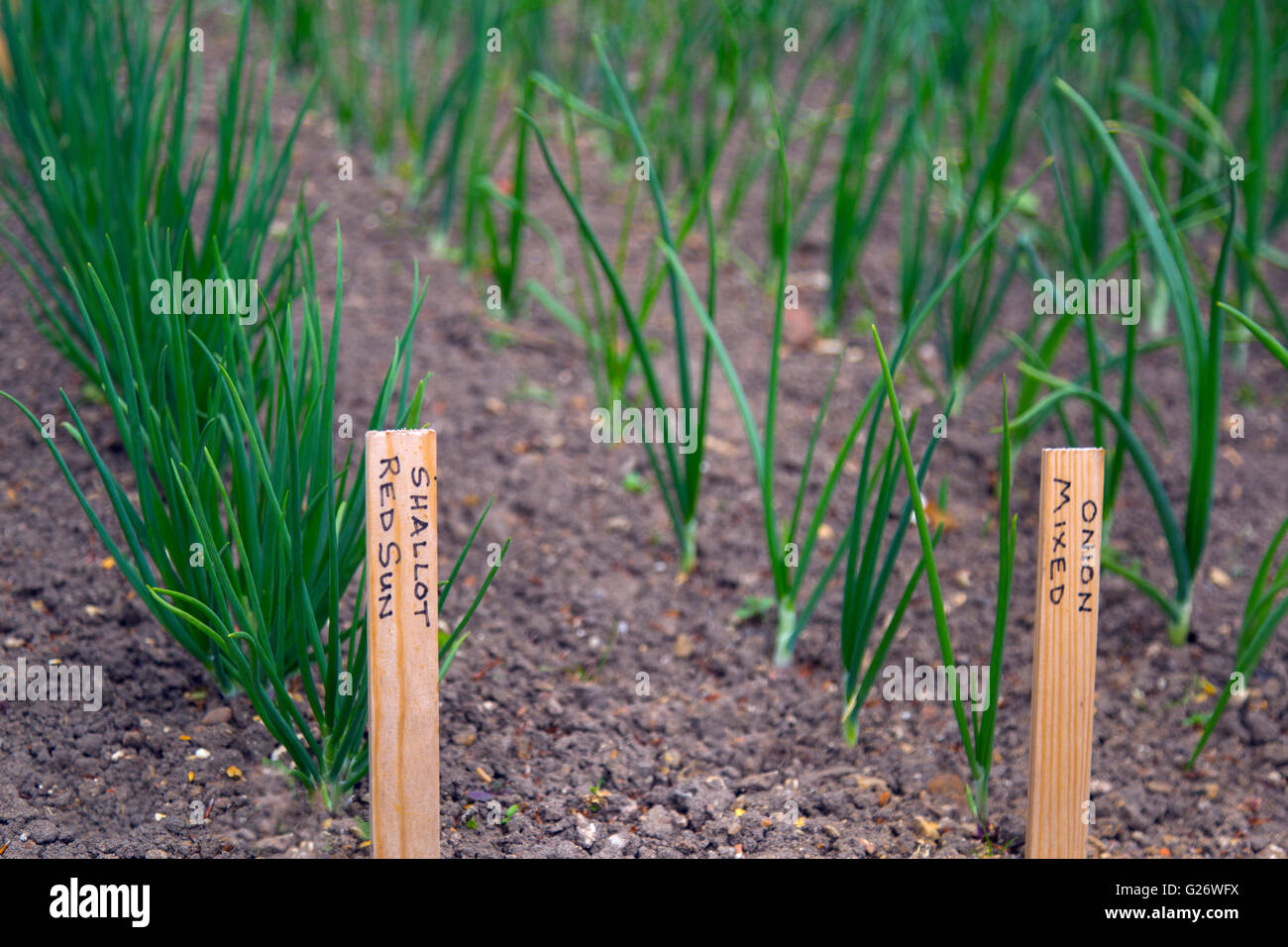 Vegetable planting with row label in Norfolk garden Stock Photo Alamy