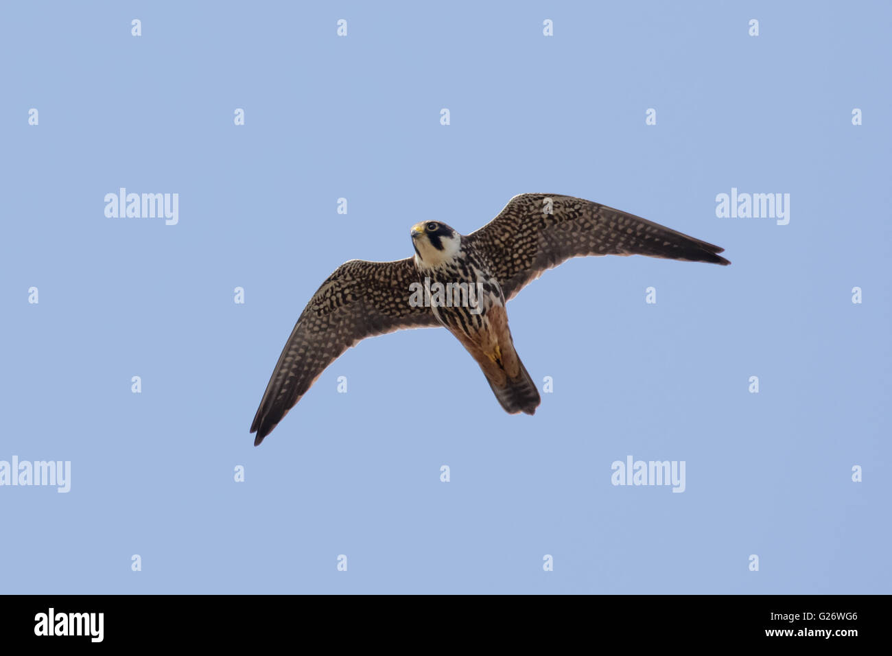 Hobby (Falco subbuteo) flying, in flight against a blue sky. Stock Photo