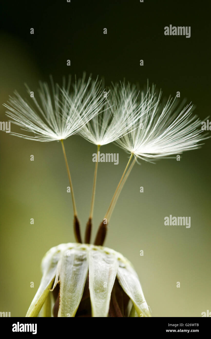 Dandelion flower background. Dandelion on natural background Stock