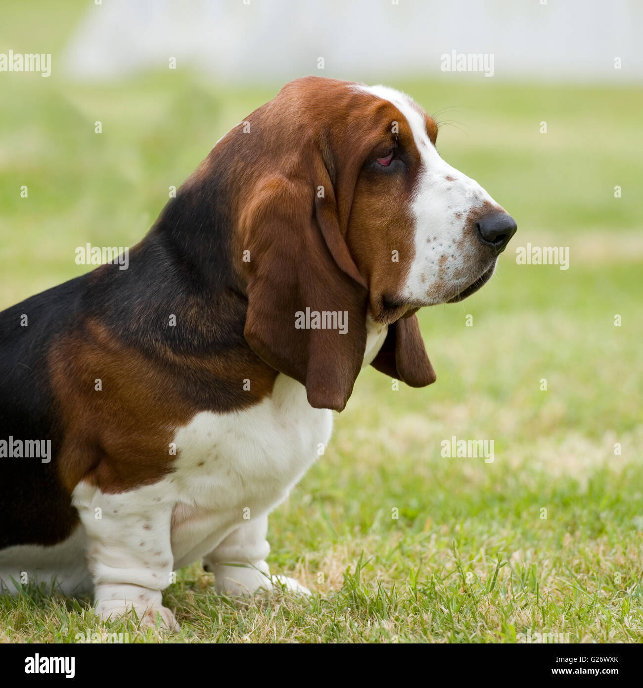basset hound Stock Photo