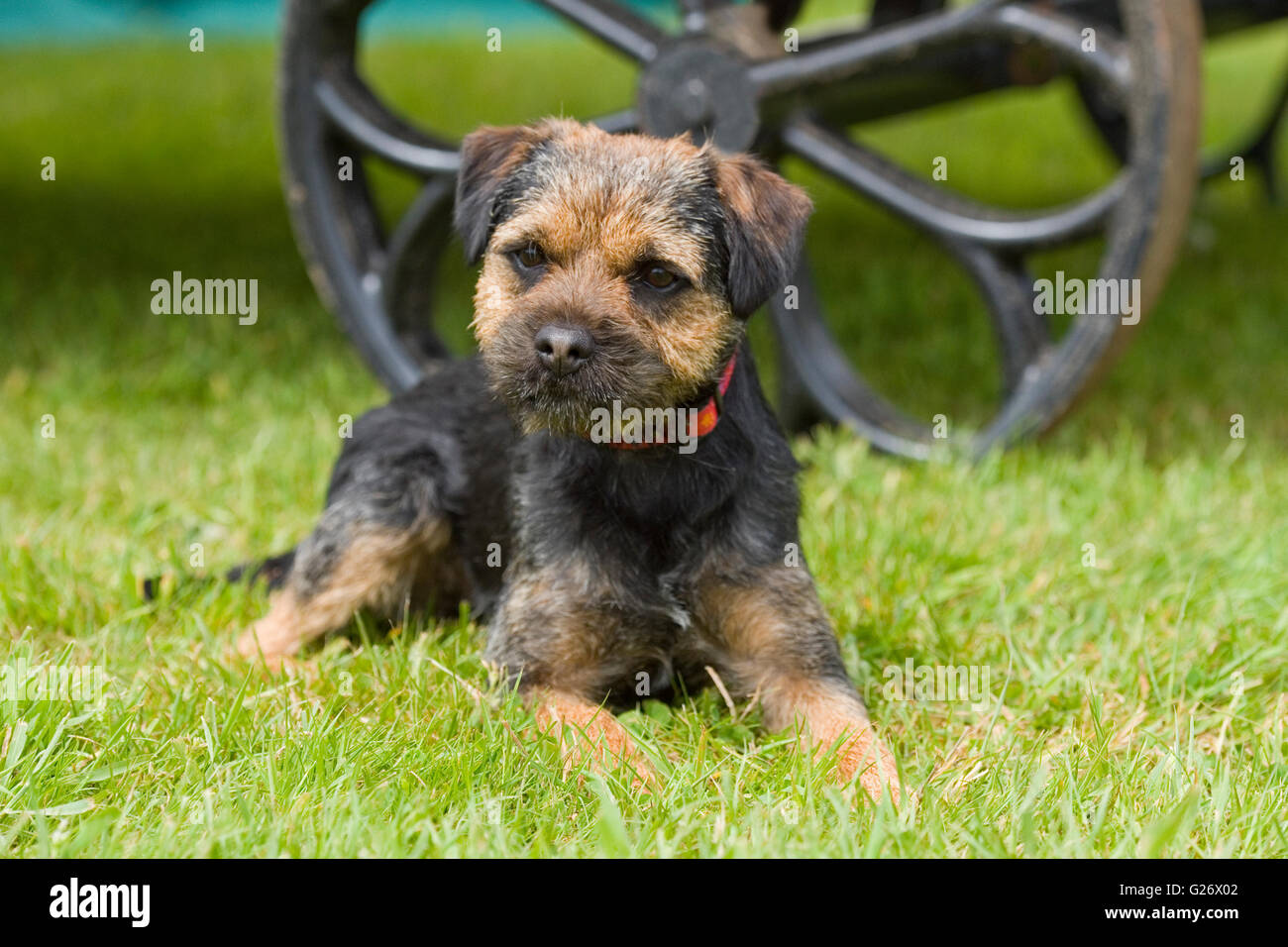border terrier Stock Photo