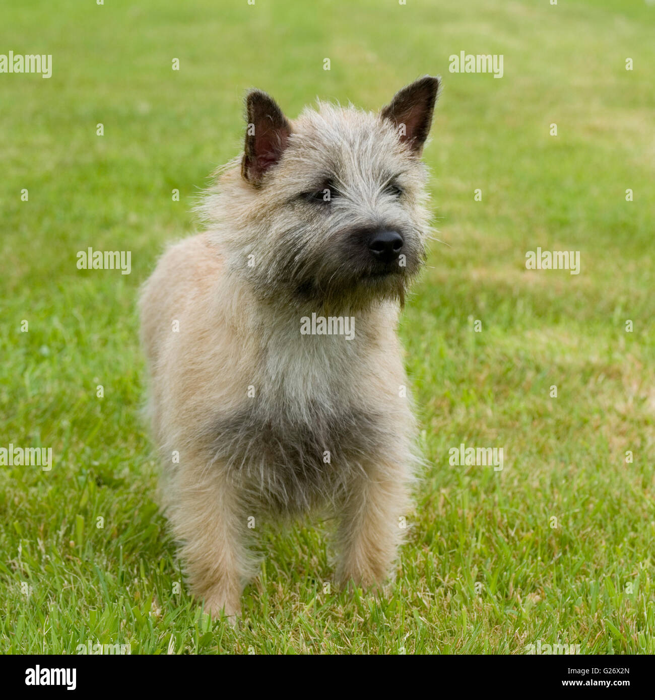 cairn terrier Stock Photo
