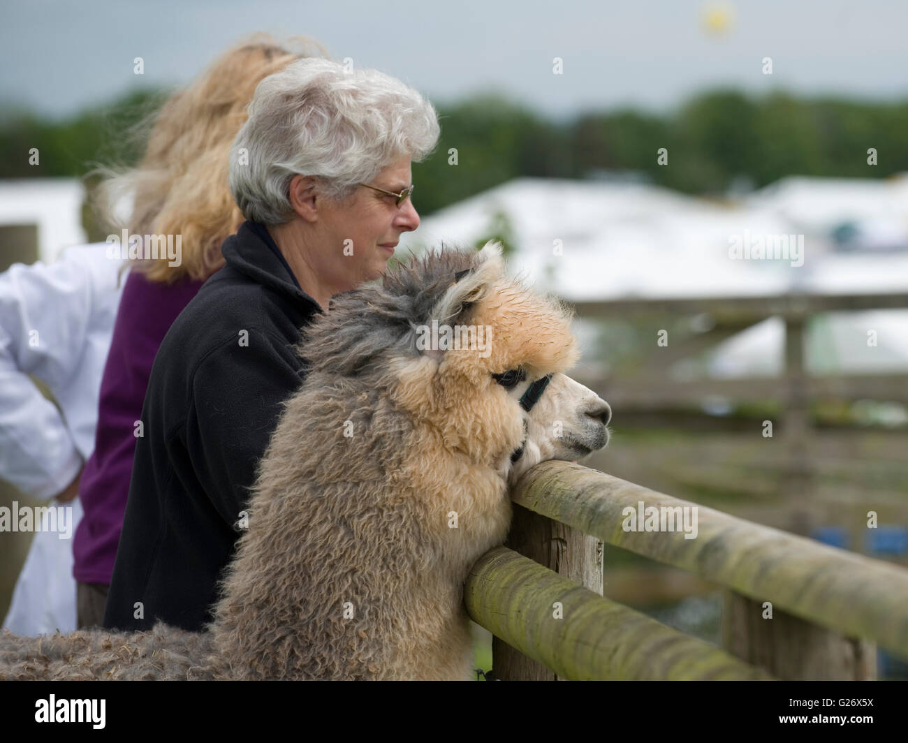 alpaca and its owner watching an alpaca show Stock Photo