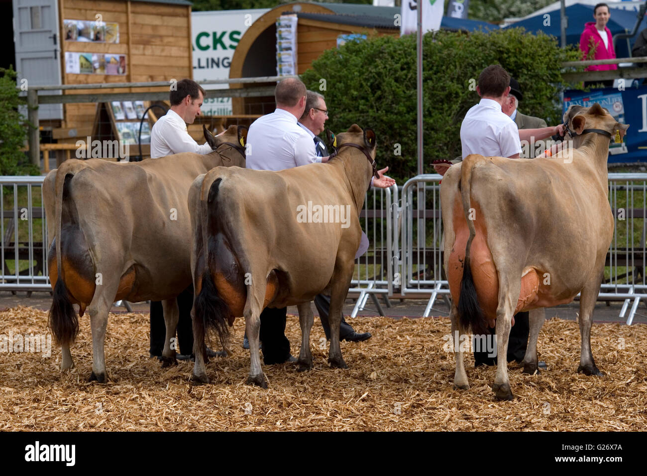 jersey cows at a show Stock Photo