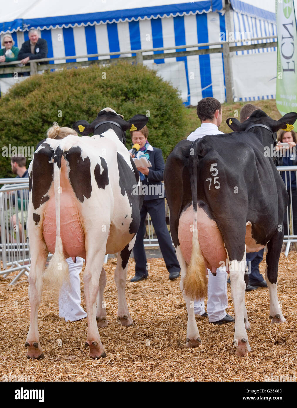 cattle showing Stock Photo