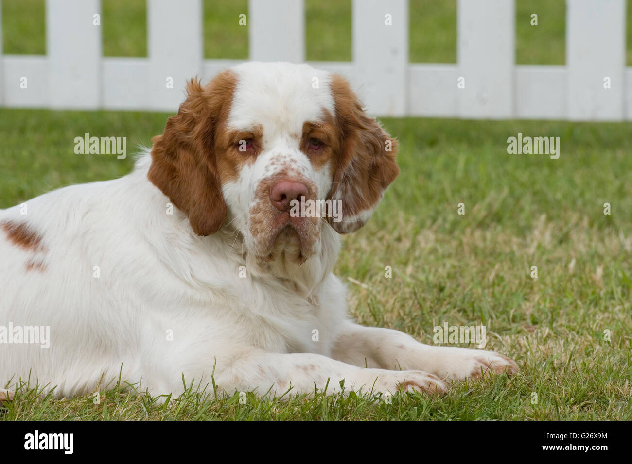 clumber spaniel Stock Photo