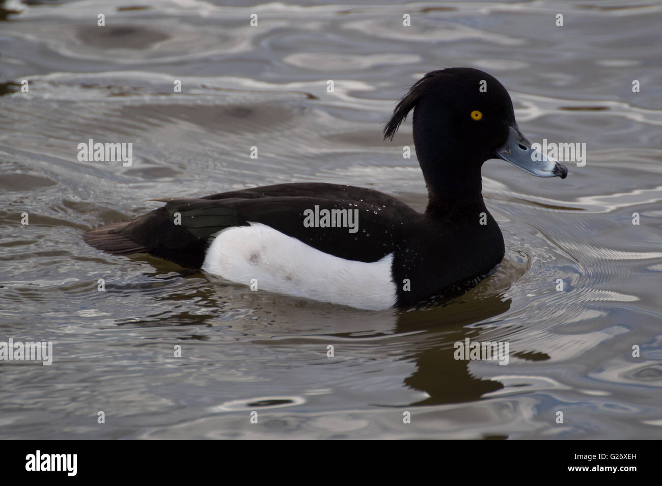 A male Tufted Duck (Aythya fuligula) on a pond. Stock Photo