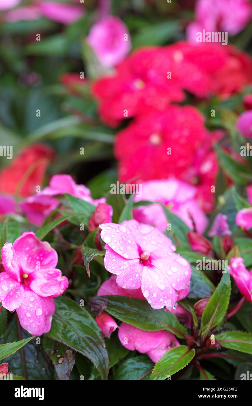 Lizzies hires stock photography and images Alamy