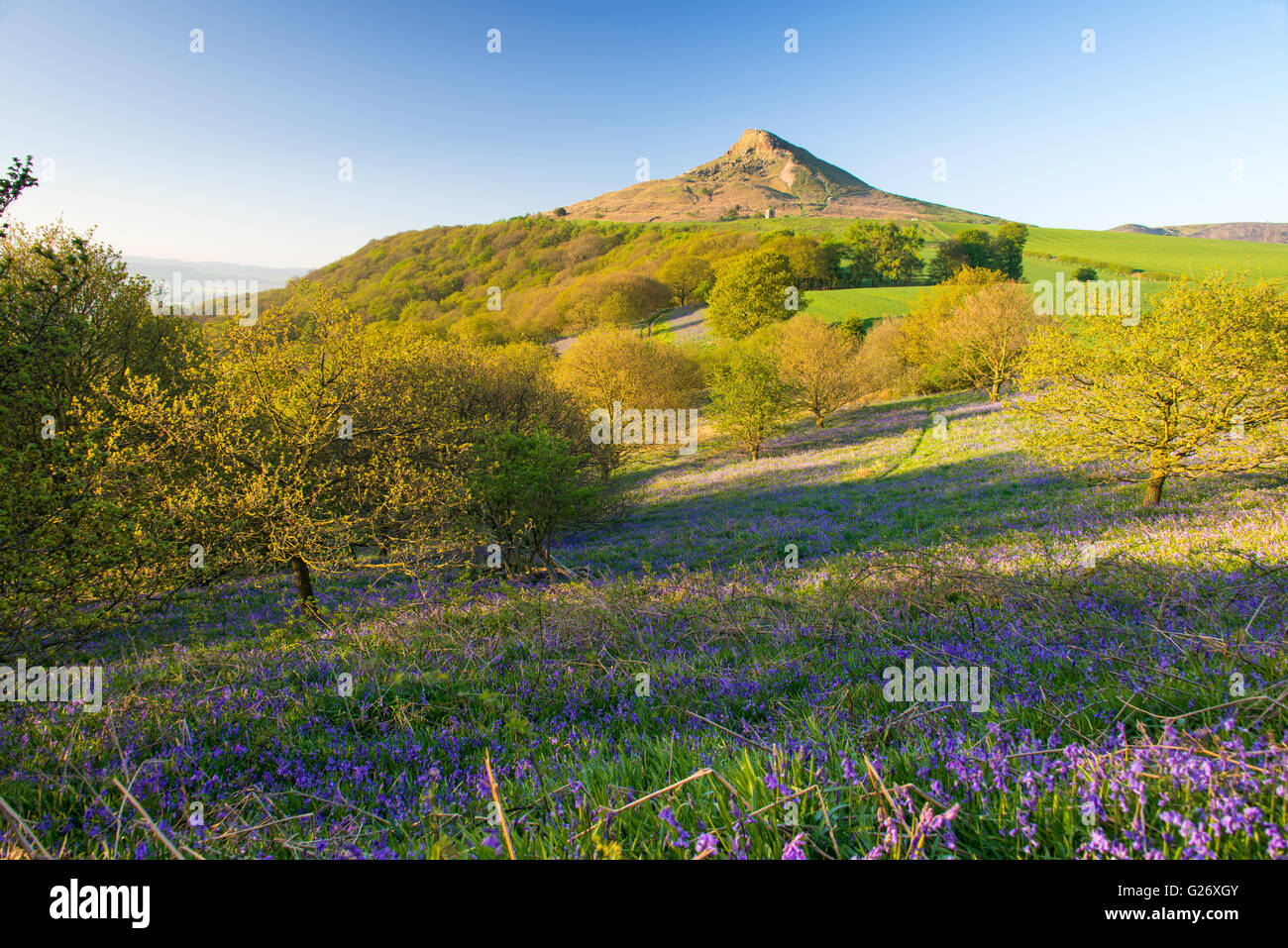 Bluebells in Newton Woods with Roseberry Topping as a backdrop Stock Photo Alamy