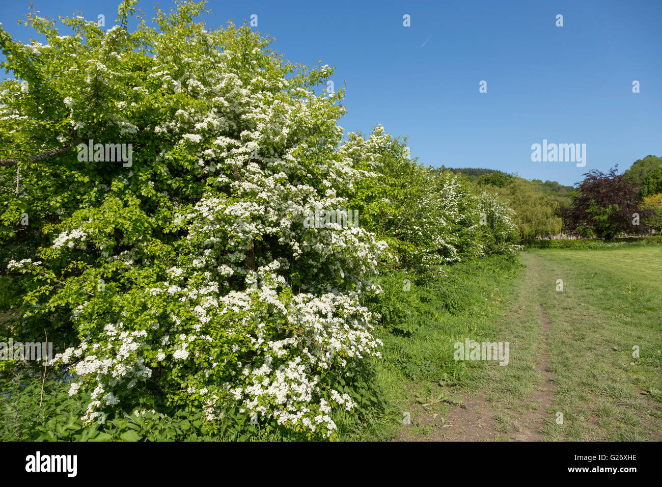 Hawthorn flowering alongside the Wye Valley Walk at Tintern, Monmouthshire Stock Photo