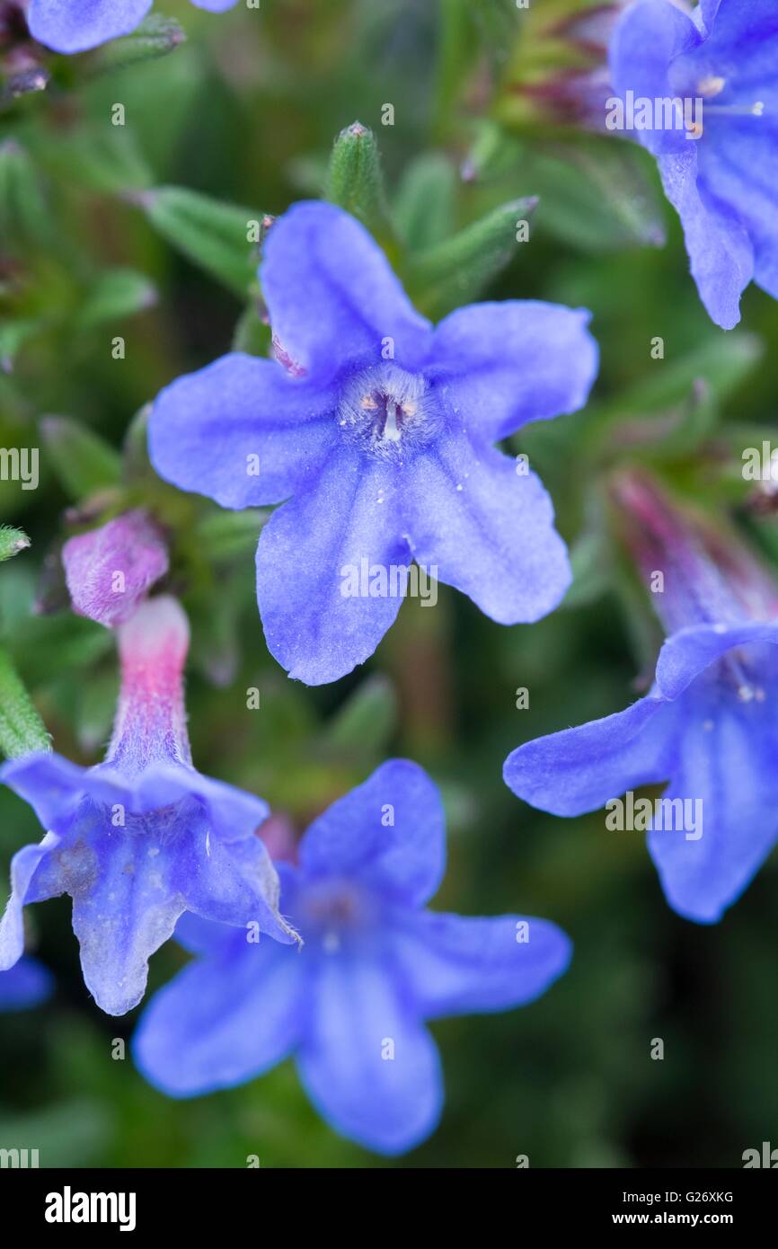 Lithodora diffusa 'Heavenly Blue' purple gromwell 'Heavenly Blue' Stock Photo