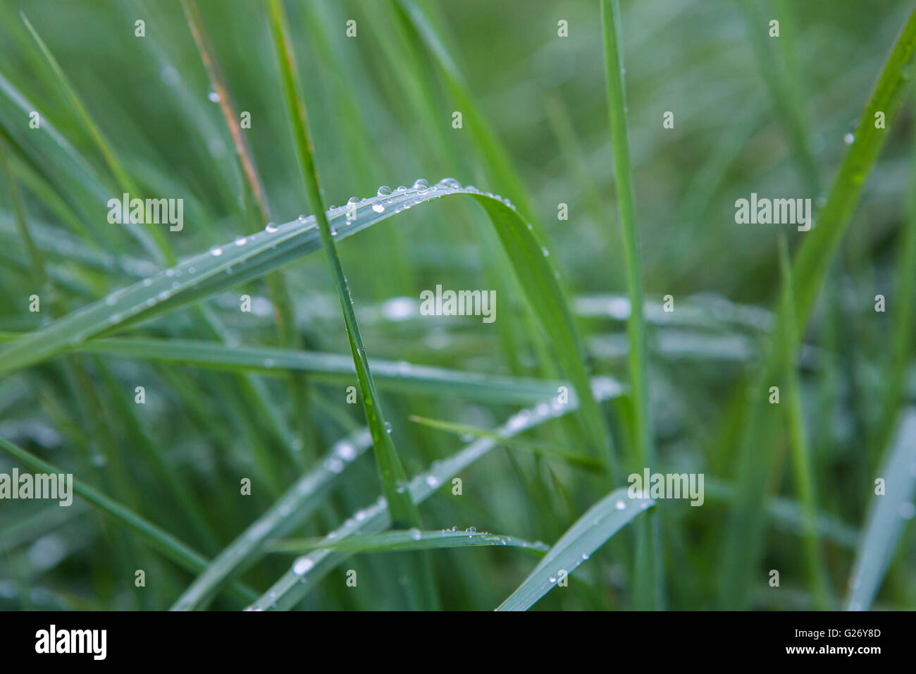 Raindrops on stalk grass hi-res stock photography and images - Alamy