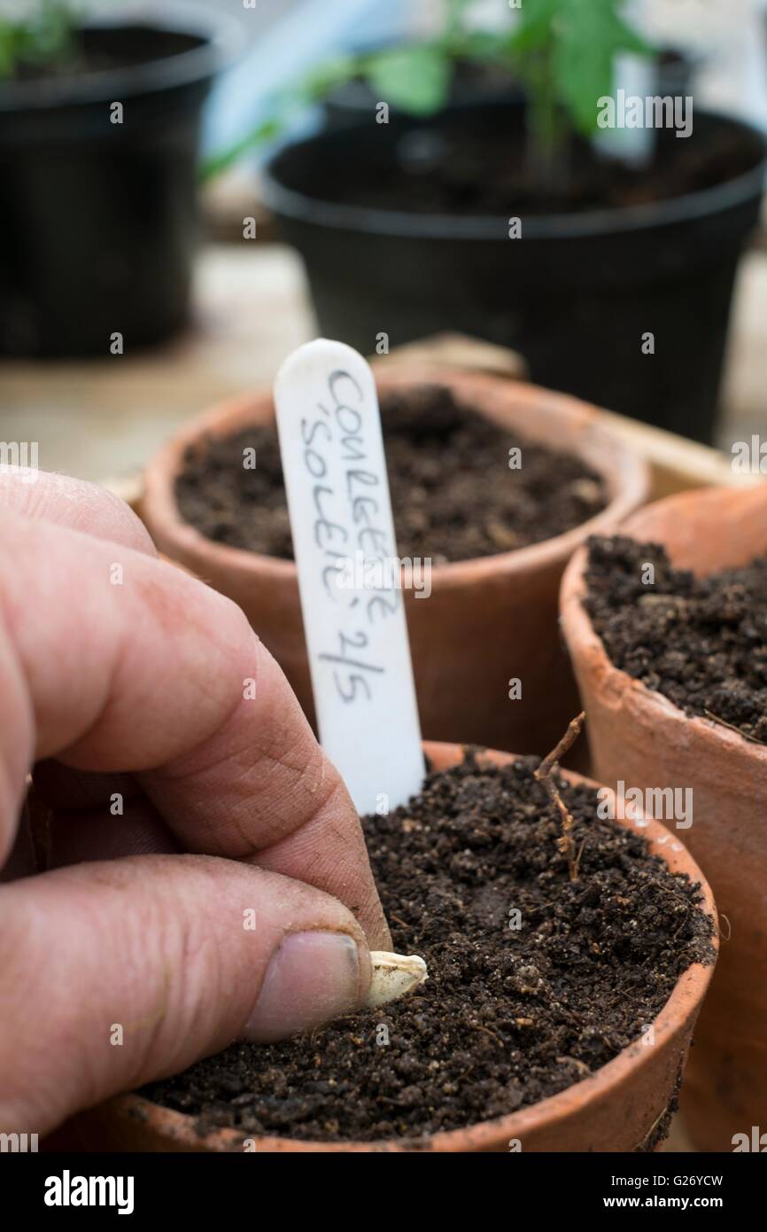 Sowing Courgette - Zuccini, .'Soleil'. Stock Photo